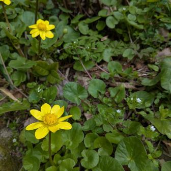 ヒメリュウキンカ(とハコベ)