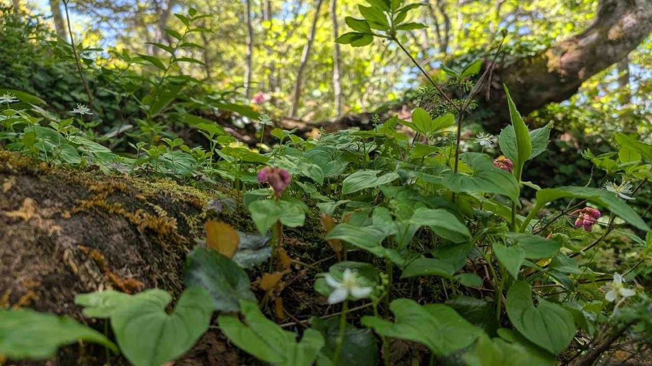 飯綱山から霊仙寺山までの登山道はお花がたっぷりでした✨
行きは🐻とか🐍とかの恐怖で📸撮れなかったから帰りに🤭