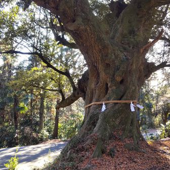 下のお寺に大きな木がありました。