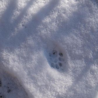 この足跡は猫？