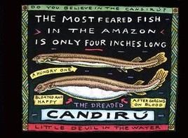 オランクルカムイ(柿)