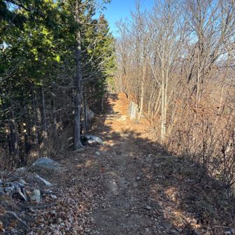 落ち葉も少なくて歩きやすいです。