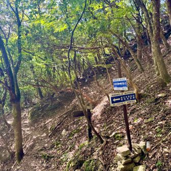 羽鳥峰へ
