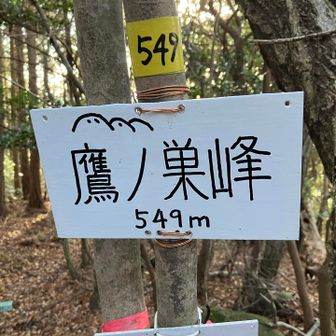 549ピーク（鷹ノ巣峰）到着