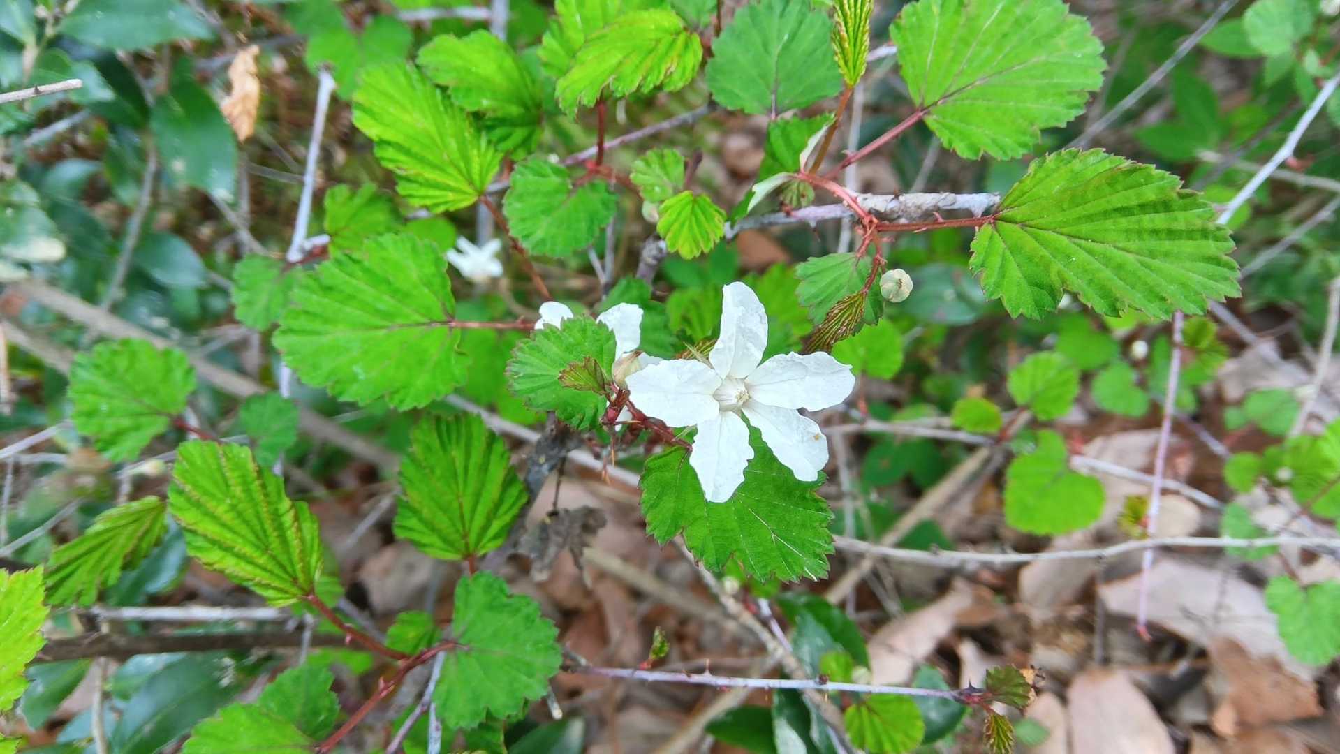 イチゴの花かな