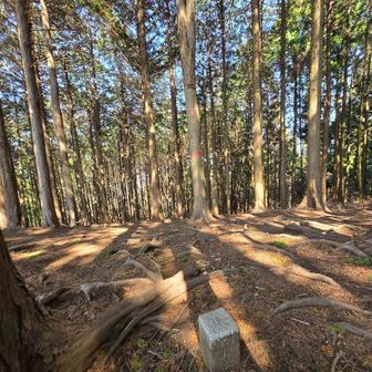 日影乗鞍（小仏城山北東尾根ルート）を下山で、ここが日影乗鞍で標高は621mだから高尾山より高いのだ