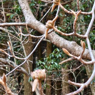 嬉しいサプライズ✨
何となく呼ばれた気がして見上げると、なんとミツマタに出会えました！
こちらも今年お初です😆💕