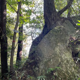 饒速日山山頂の様子