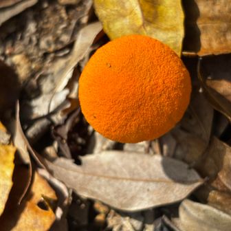 オレンジ色🧡のキノコ
鮮やかなオレンジ色をした球状のものは、ハナガサイグチ（花笠猪口）の若い状態（幼菌）の傘のように見えます。
