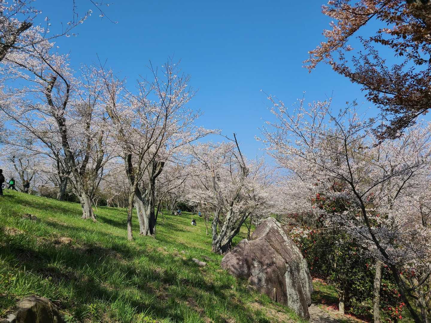 山頂に戻ってきました。
綺麗な桜に後ろ髪引かれながら 下山します🥲︎