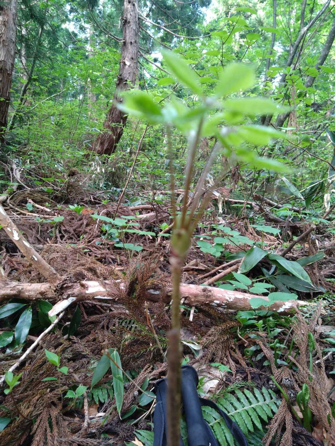 中根平登山口-第一休憩地-宮屋敷跡-人形山 往復コースの写真