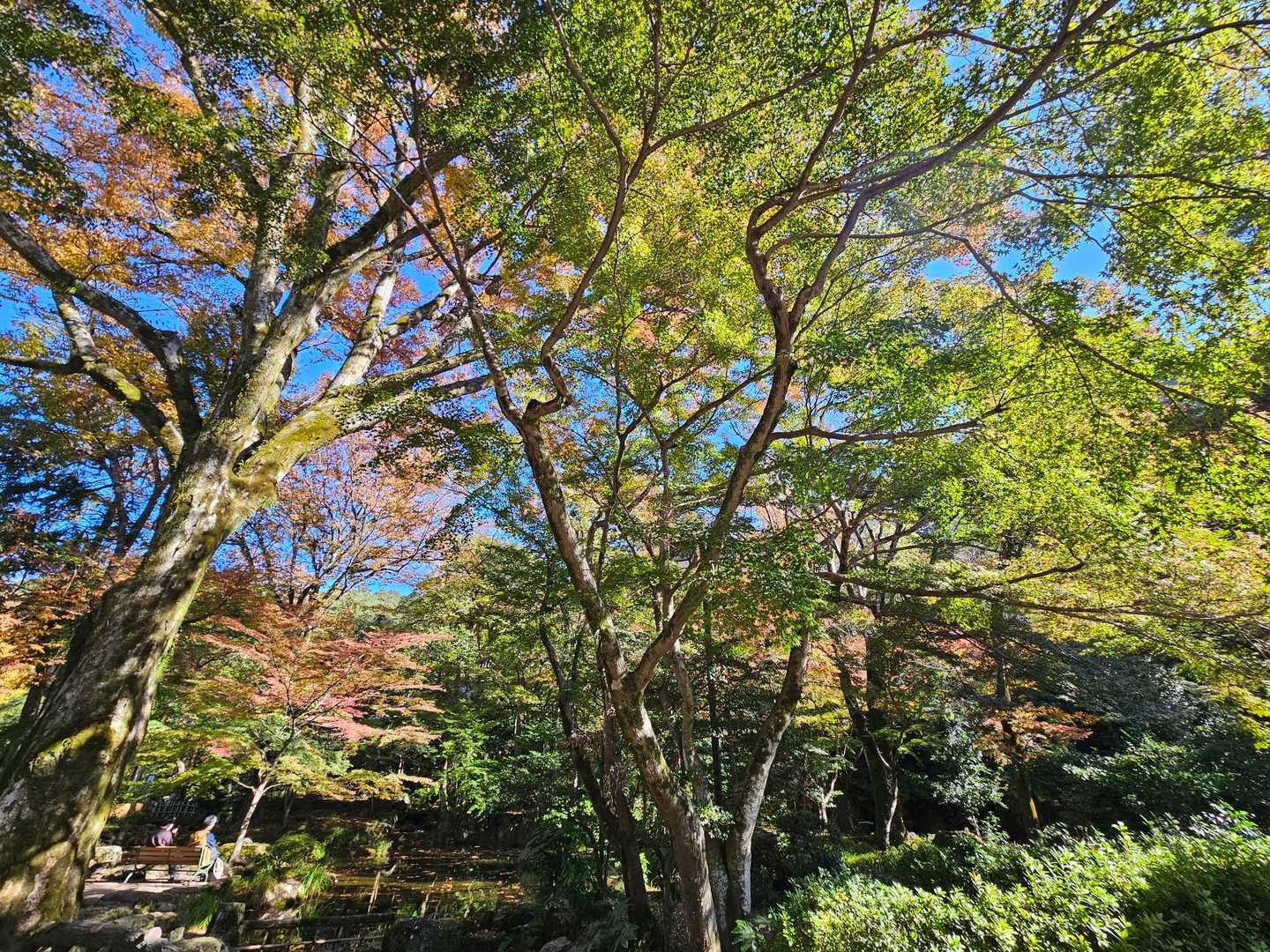 まだ💚だけど、行楽日和✨