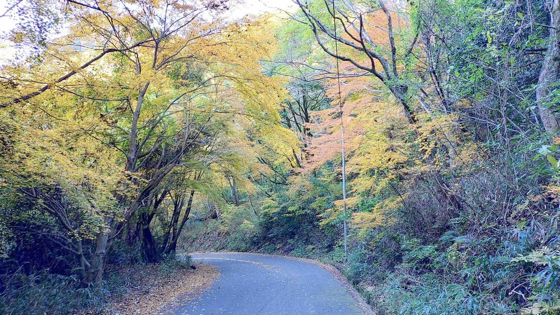 八面山北峰-八面山 周回コースの写真