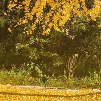 スタートした時は
体が重かったのに
いつの間にか喉も鼻もスッキリ
お山のパワーって
やっぱりスゴイ🤣