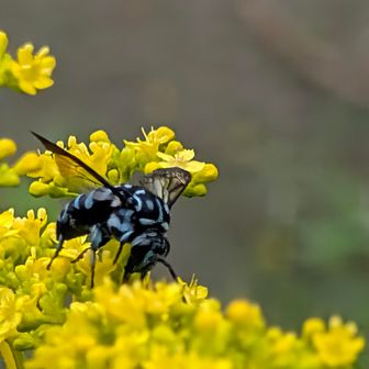 青い！🐝💙