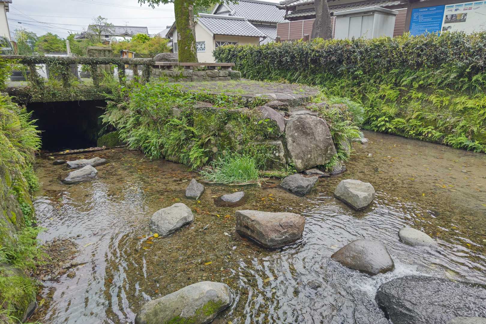 いや～水が綺麗🤩✨
さすが水の都熊本ですね👏✨