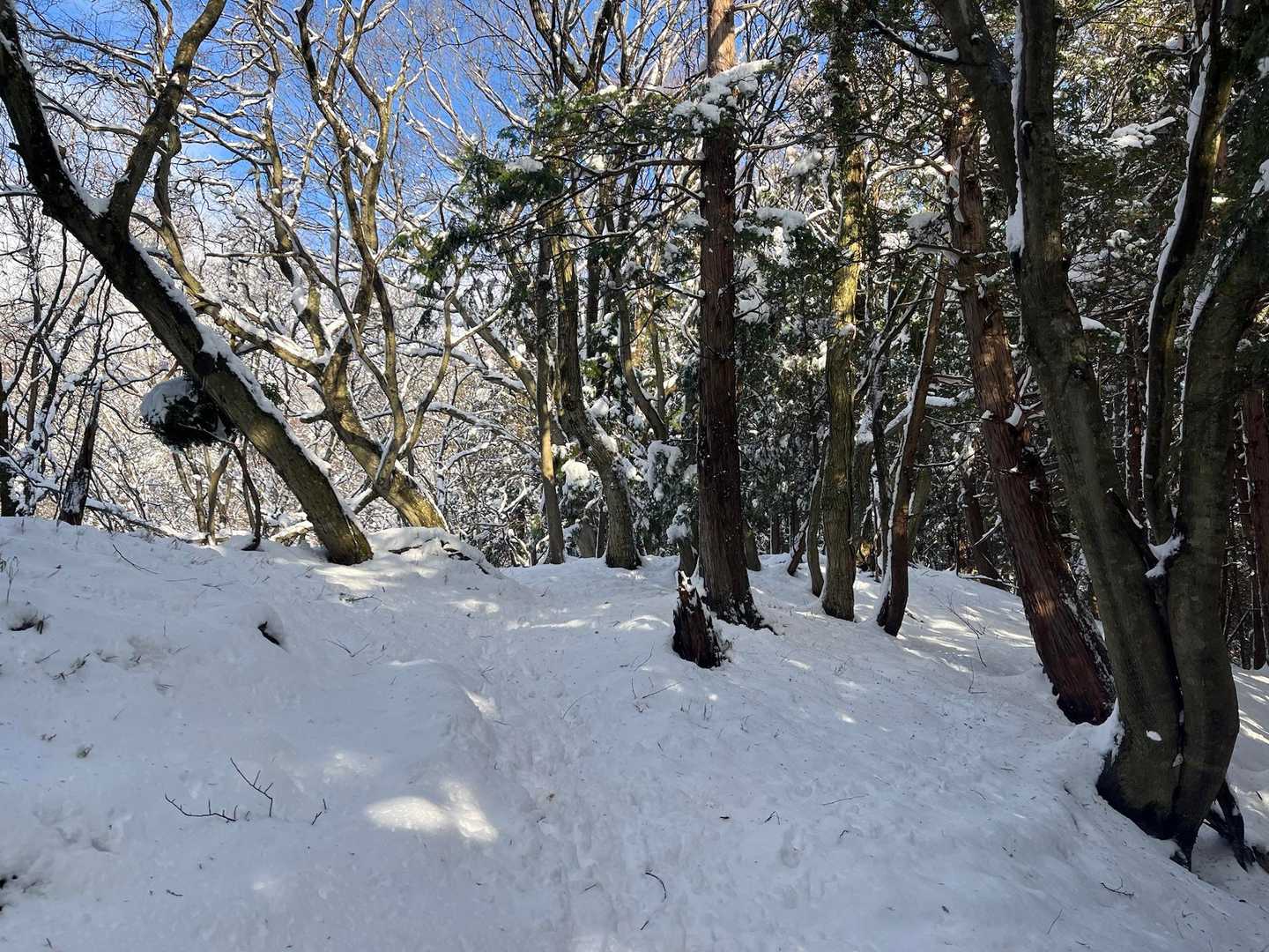 ノートレースかと思ったら先行者ありでした。
鹿の👣🦌と人間