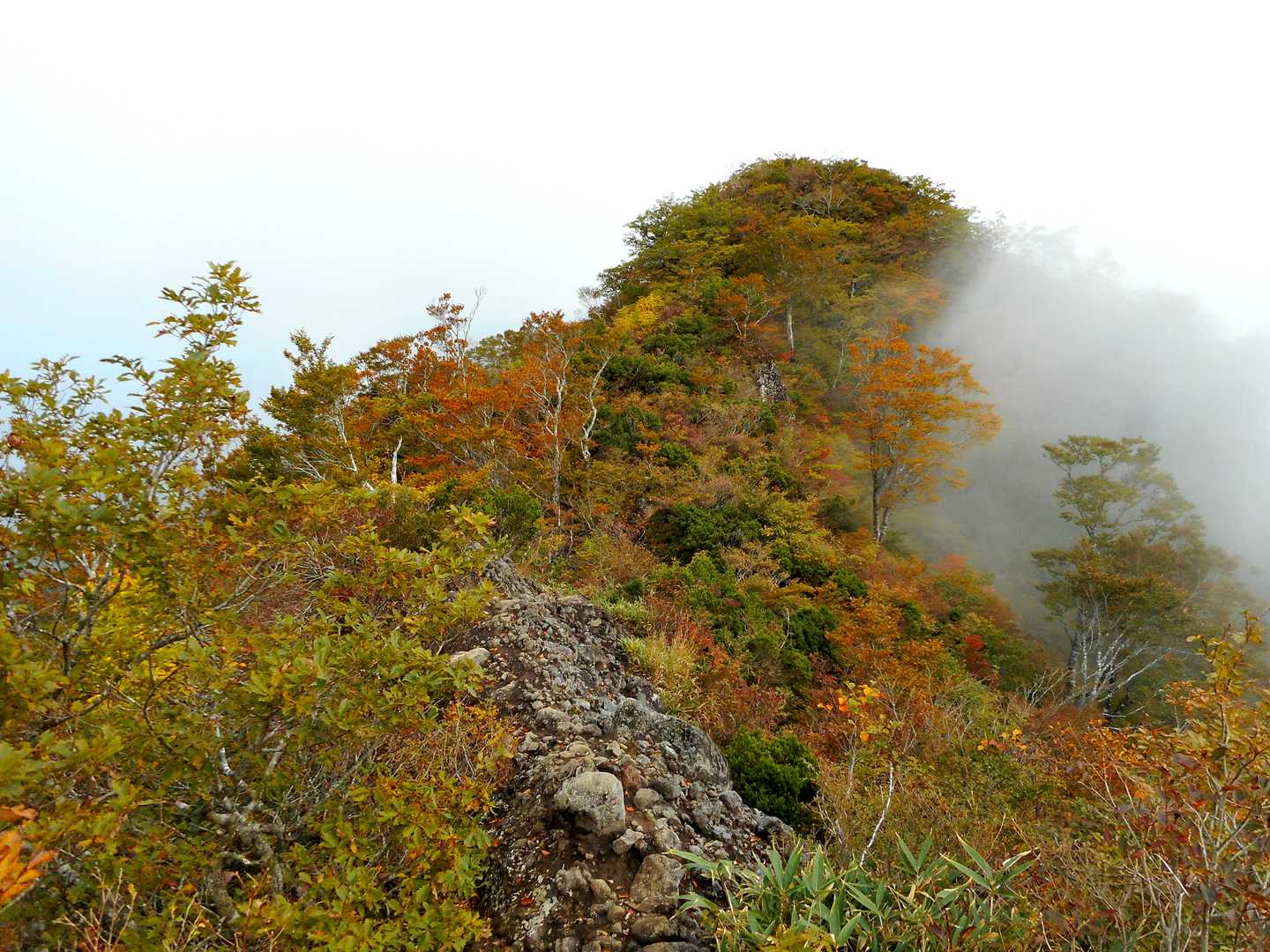 広域林道登山口-保月山-釈氏ヶ岳-中岳 往復コースの写真