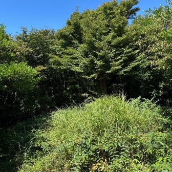 到着  なんも無い 😮‍💨  景色も見えん

何だ？ この盛り土は？