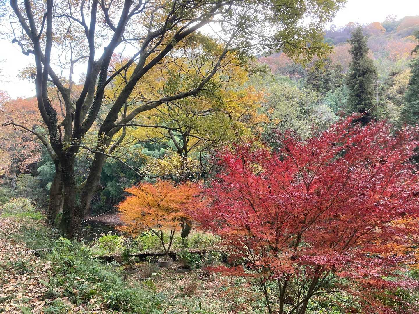 白蓮池付近の色づき
