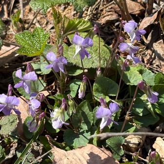 ◯◯スミレ🟣も群生しています
