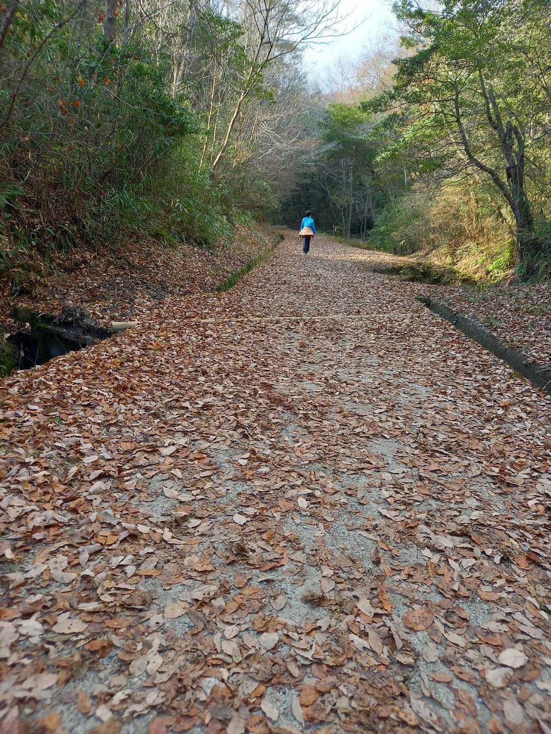 🍂落ち葉ロード🎶