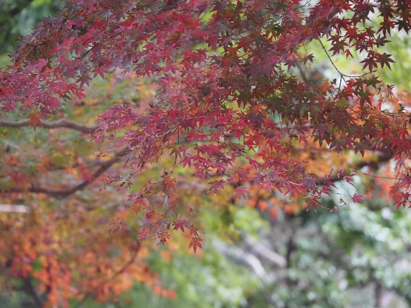 一本だけ紅葉したもみじ🍁