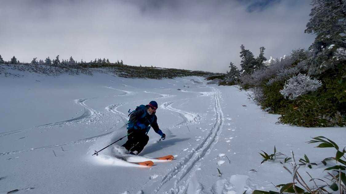 初冬の暖。山採りヤマツツジ。 2026年最新】山採り ツツジの人気