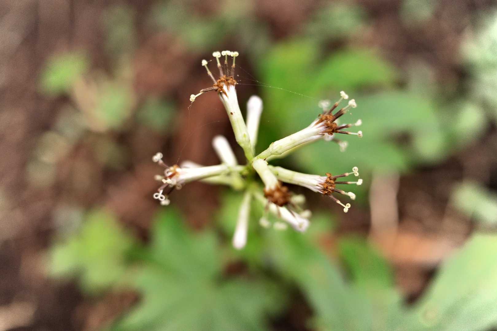 モミジガサの花