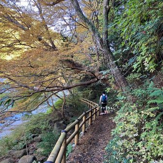 滝尻の熊野古道館から駐車場の道　良いやん