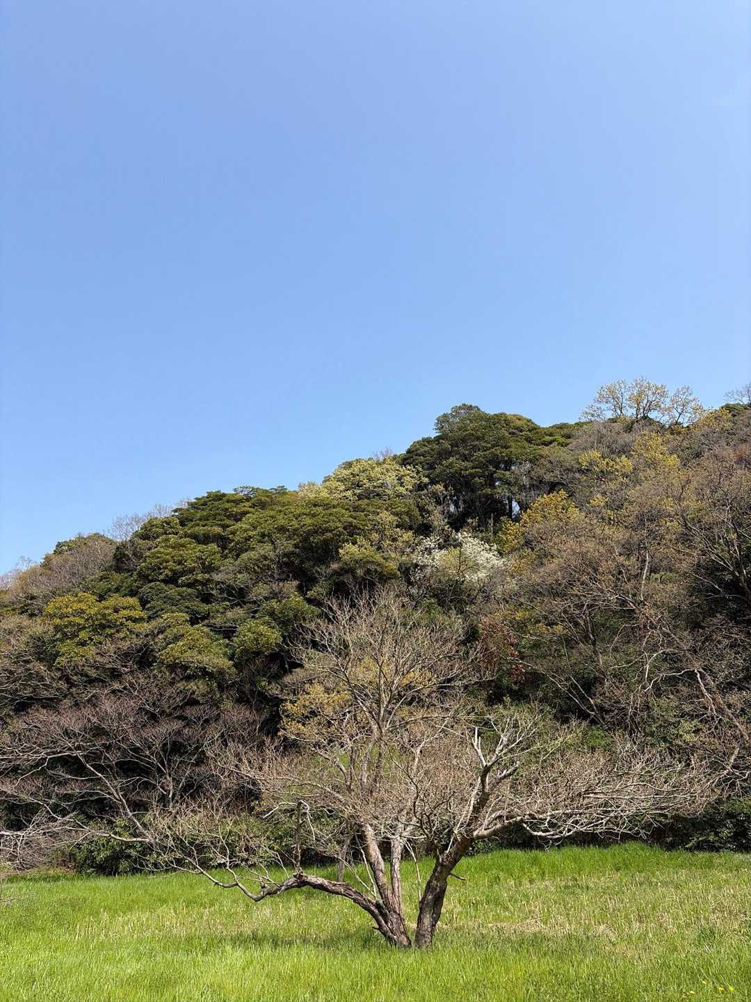 称名寺市民の森🌳