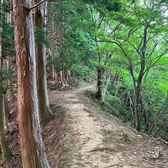 風が少しあり、気分良く歩く。