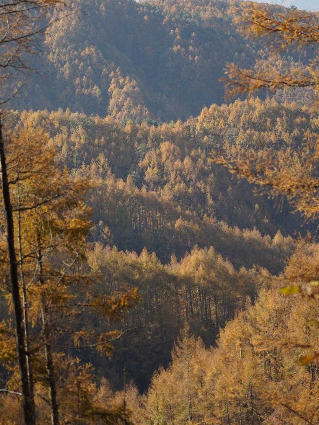 織り成す錦秋の山々