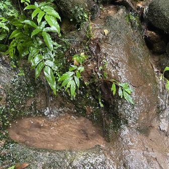 入口にも水溜まり