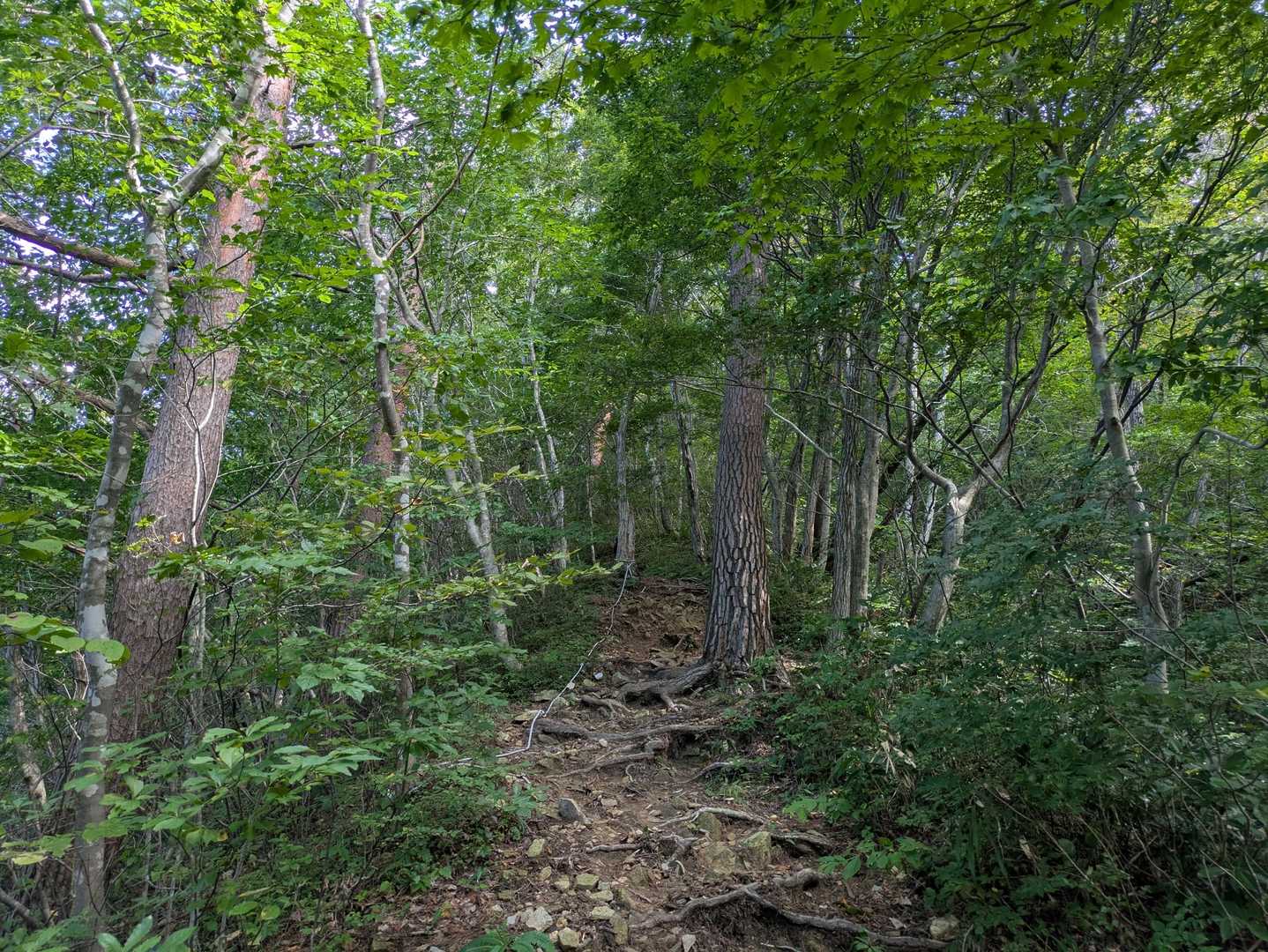 手入れがされた登山道🚶