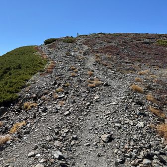 高山裏避難小屋へ戻ります🥾
荒川前岳を眺め👀
山体崩落で立入禁止のよう🚧
せめて眺めるだけでも