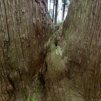 あなぽこ。おへそかな！