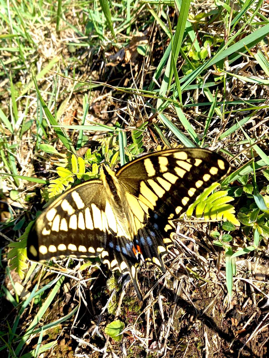 黄アゲハ🦋は優雅な舞姿に癒されるというのに…

黄色スズメバチ🐝は〰️💨(怒)
ヽ(`Д´)ﾉﾌﾟﾝﾌﾟﾝ

同じ『黄』でも大違い😣