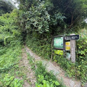 ここ!?と戸惑ってしまう登山口、細くて真っ暗。車道からのギャップがすごい。