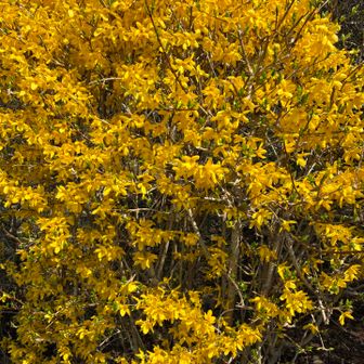 ミモザのような気がします。