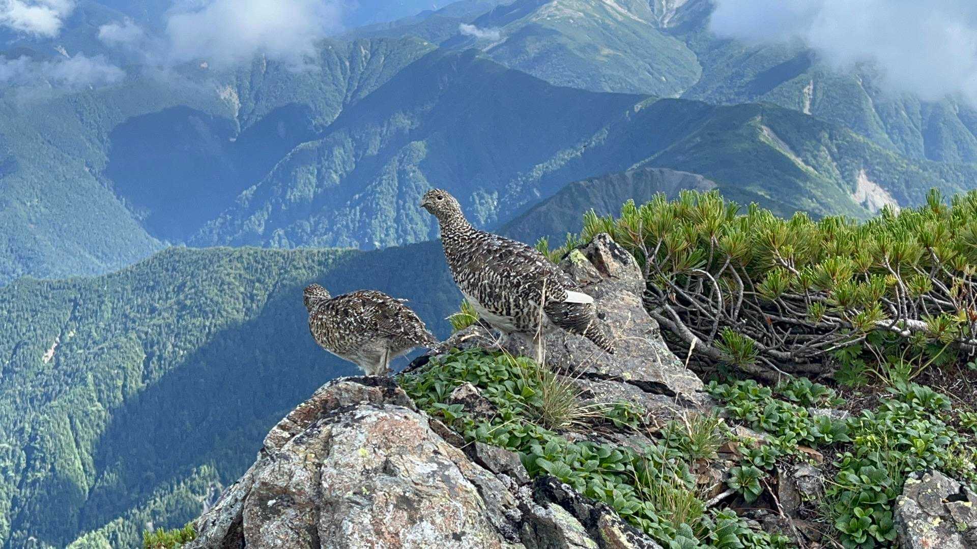越路バス停-鳥倉登山口-三伏峠-三伏山-本谷山-塩見岳-塩 往復コースの写真