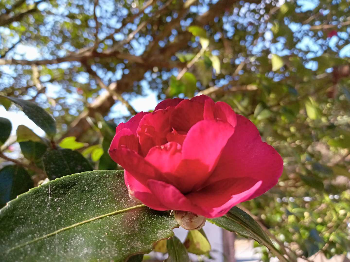 ツバキ❣