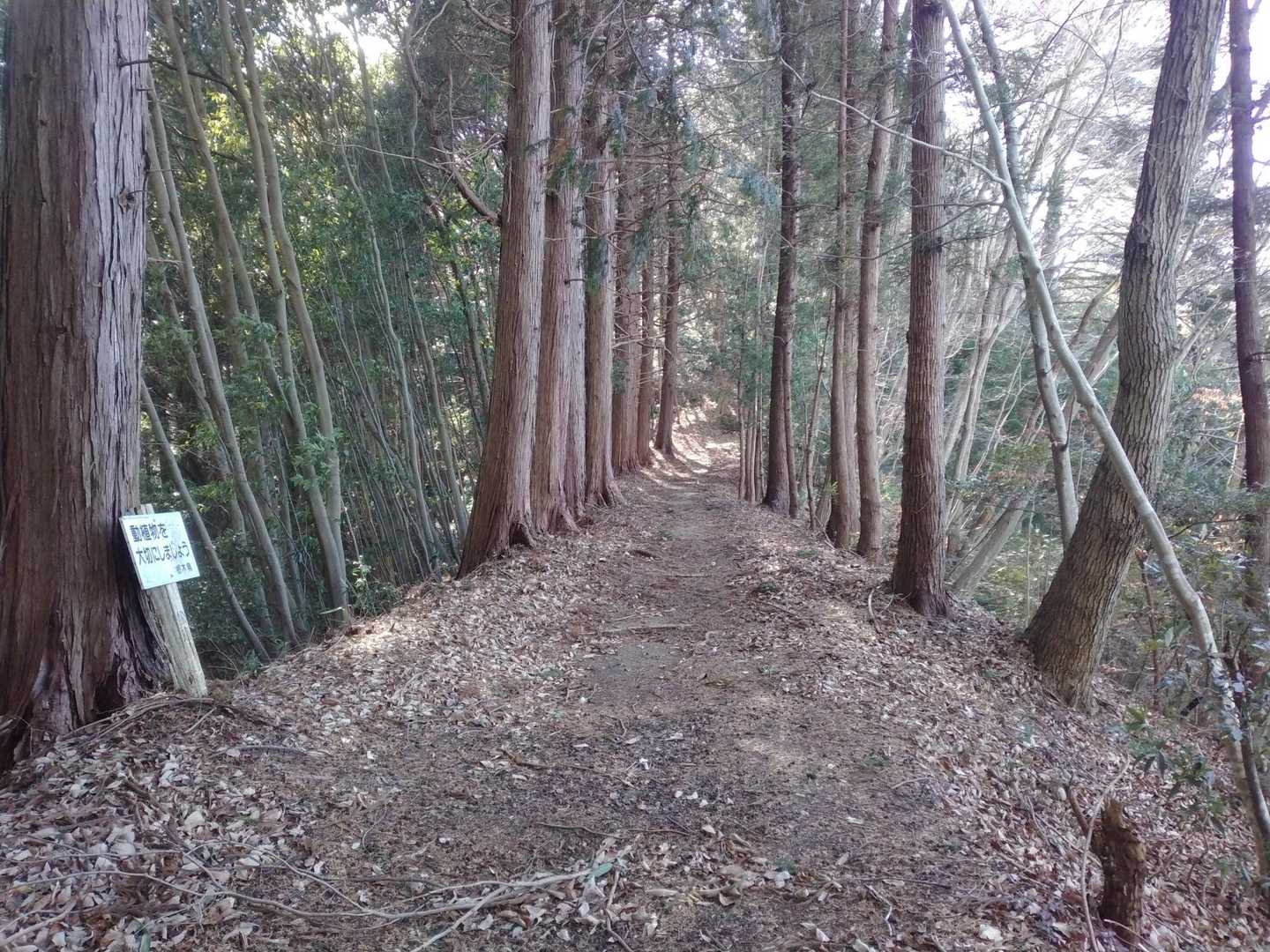 なだらかな道が続きます。