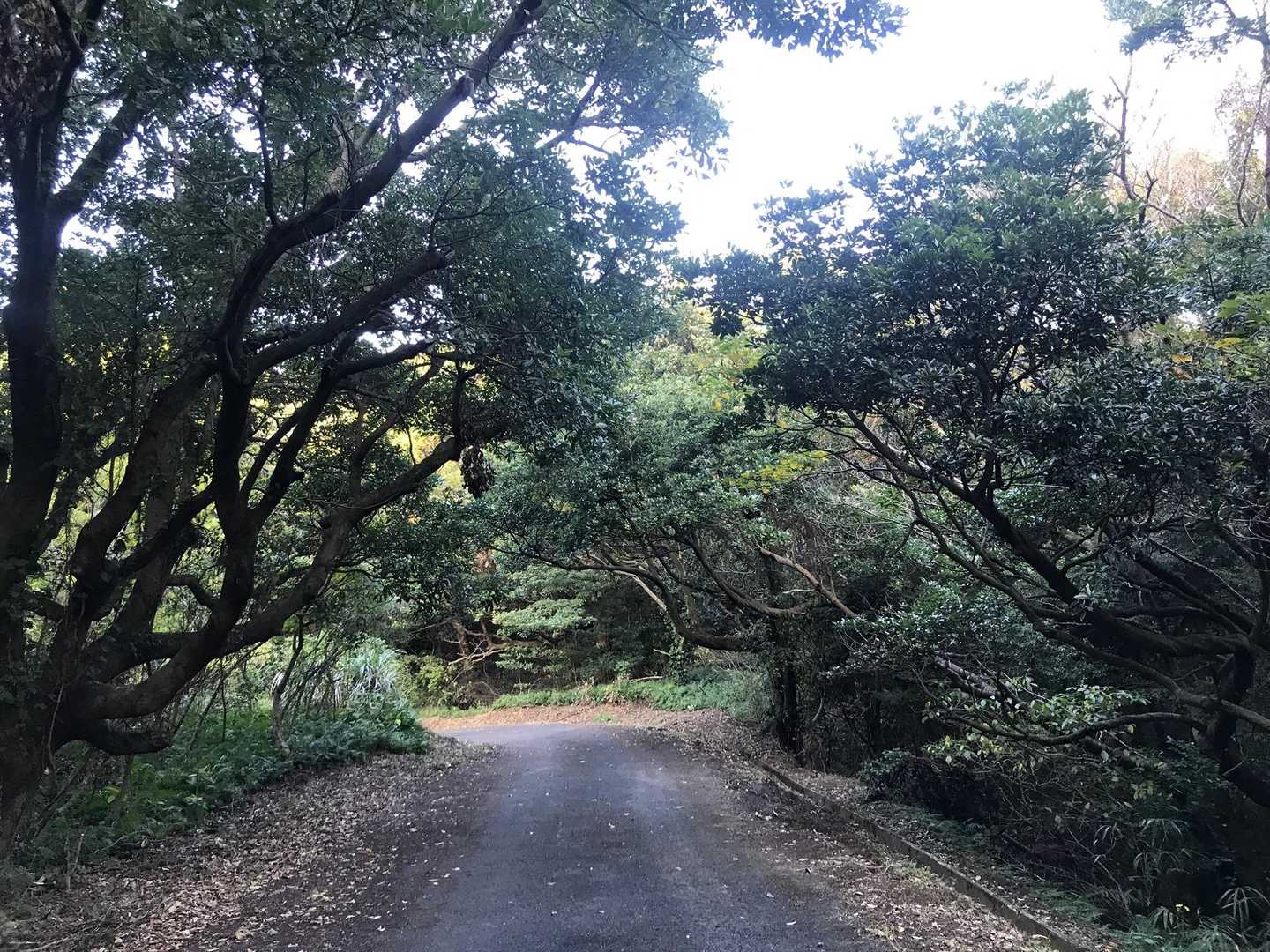 下山は海沿いをあるきたいので東方向 田良浜へ
YAMAPにはないルートだが、車が通る道なので安心