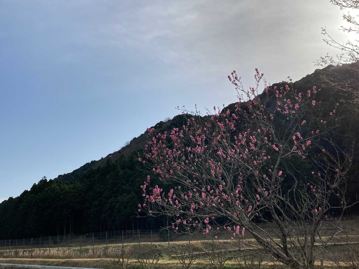 額堂山-森ヶ嶺登山口-森ヶ嶺-ふっこし峠-高野御前山-まさ 周回コースの写真