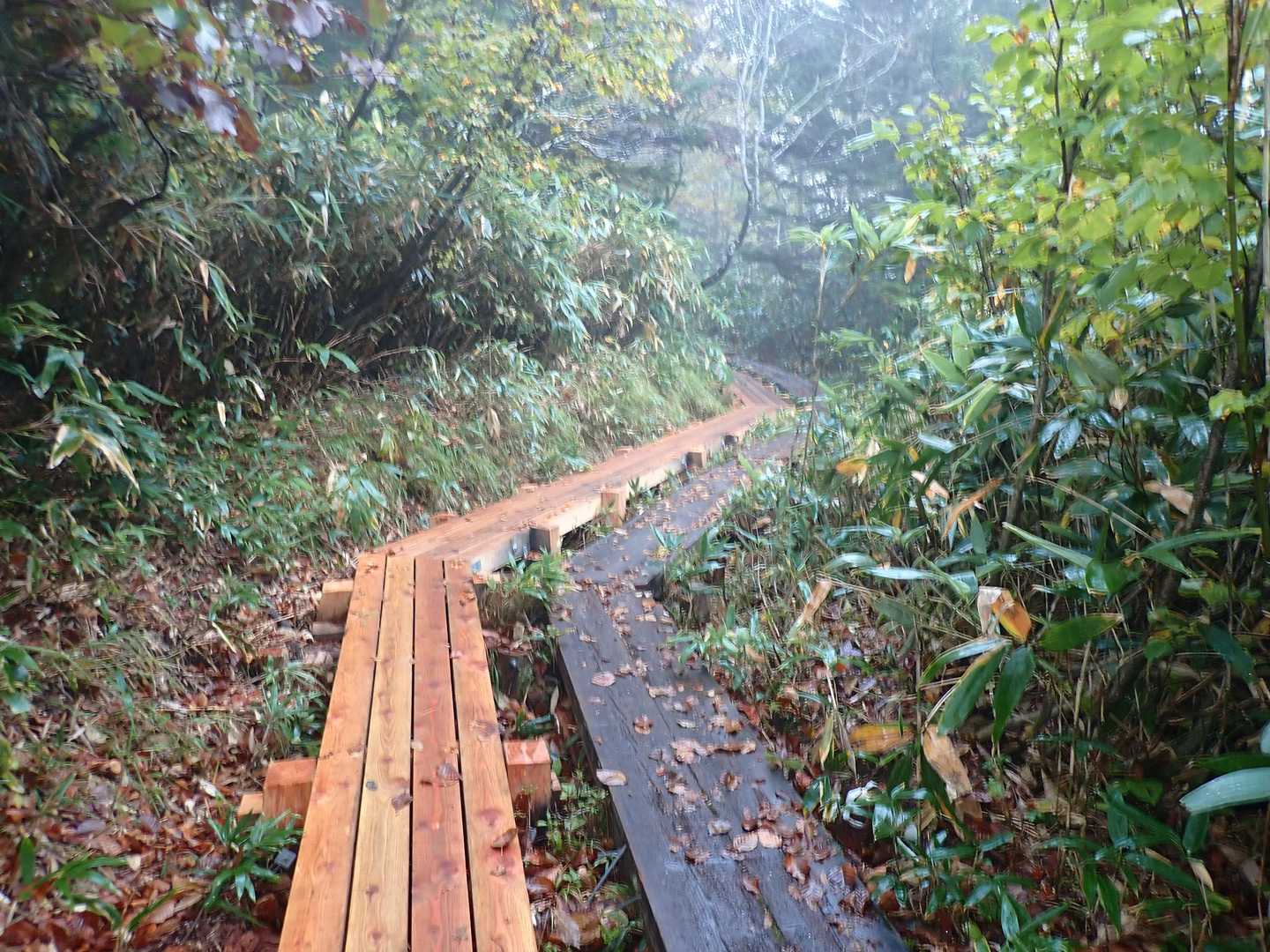 大清水から尾瀬沼への登山道の木道。所々崩壊しているところがりました。