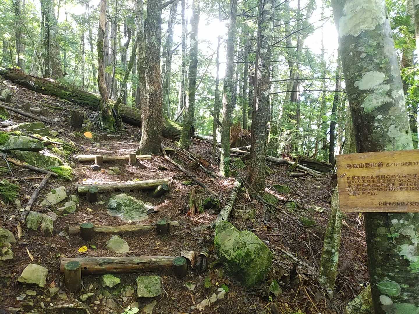 鳥森山 往復コースの写真