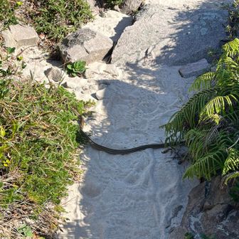 なんと、蛇が横断🐍