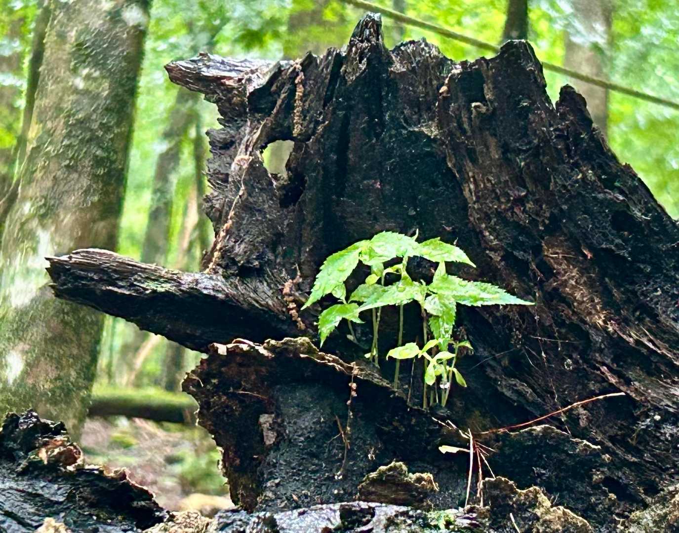 天狗の朽ち木ほっぺに
全員で
カオを形成する
葉っぱが｡ﾟ+.( °∀°)ﾟ+.ﾟ