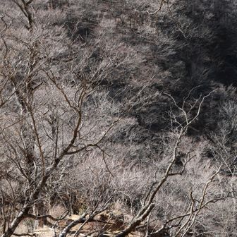 ニセピーク。檜洞丸と間違えた。登りがつらい。